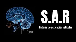 Neuroanatomía ¿Qué es el Sistema activador reticular ascendente SARA EXPLICACIÓN [upl. by Anhoj698]