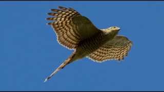 Sparrowhawk Bird Call Bird Song [upl. by Lesoj]