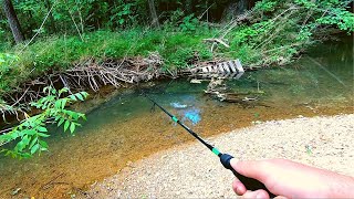 Action Packed Small Creek Fishing [upl. by Rhyne831]