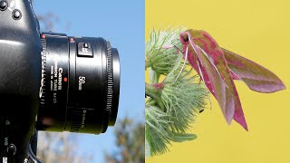 Using an Extension Tube for Macro Photography [upl. by Rock734]