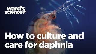 Caring and Culturing for Daphnia [upl. by Soilisav]