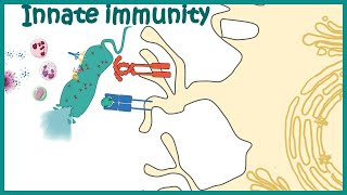 Innate immune system detailed overview [upl. by Eliades854]