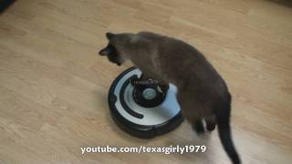 Cat shows HOW TO use iRobot Roomba Vacuum [upl. by Htrag331]