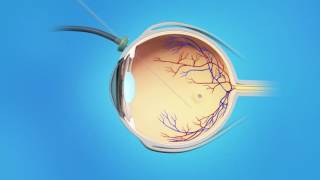 Histology Of Retina [upl. by Kier]