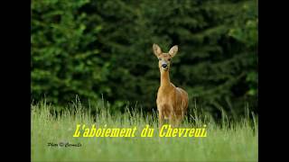 Aboiement du chevreuil [upl. by Tyrus59]