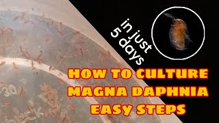 How to Culture Magna Daphnia Easily [upl. by Neelrac]