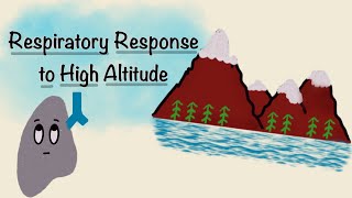 Respiratory Response To High Altitude  Acclimatization Physiology  Respiratory Physiology [upl. by Esilram]