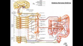 SISTEMA NERVIOSO ENTERICO sistemanerviosoenterico intestinosegundocerebro histologiaintestino [upl. by Erica]