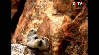 Rare Ili pika captured by cameras for first time in two decades in northwest China [upl. by Annamaria]