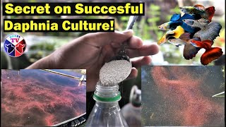 How to Culture Daphnia Successfully [upl. by Nawd]