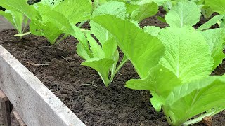 a new way to grow Brassica juncea [upl. by Rayham]