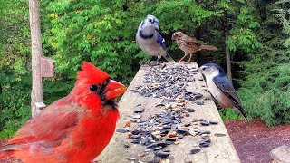 Simple Platform Bird Feeder Works Wonders [upl. by Merla917]