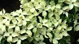 Cornus kousa China Girl Flowering Dogwood [upl. by Omle]