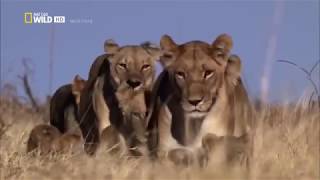 Afrikas cleverste Jäger  Raubkatzen auf Jagd Nat Geo Wild Doku [upl. by Schaab]