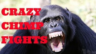 Chimpanzee Fighting at the Taipei Zoo [upl. by Knarf]