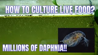 How to Culture Daphnia Secret Method to Breed MILLIONS  Simply Aquatic [upl. by Adnohser]