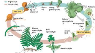 Fern Life Cycle [upl. by Annad]