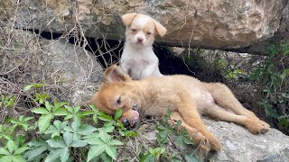 The cry for help of two dogs abandoned by their cruel owner on the side of the road and I saved them [upl. by Tiraj]