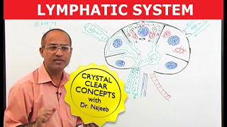 Basics amp Structures of the Lymphatic System [upl. by Einwat]