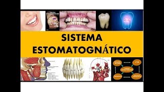 quotSISTEMA ESTOMATOGNÁTICOquot por el Dr Henry Vicente [upl. by Ecerehs659]