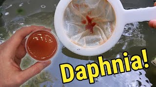 How I Culture Daphnia In Outdoor Tubs [upl. by Ruyam183]