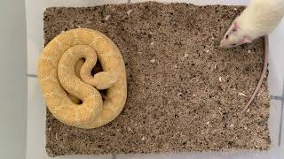 Feeding Albino Western Diamondback Rattlesnake [upl. by Tichon]