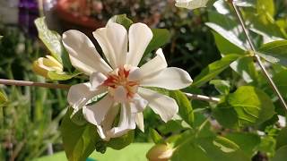 Calycanthus Venus  allspice sweetshrub spicebush hybridvery fragrant plant for a UK small garden [upl. by Tekcirc]