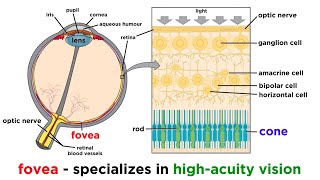 How to Apply RetinA Correctly [upl. by Zischke]