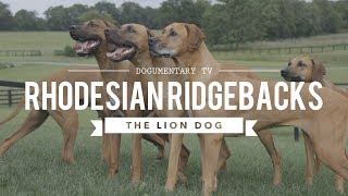 ALL ABOUT RHODESIAN RIDGEBACKS THE AFRICAN LION HUNTING DOG [upl. by Neroc390]