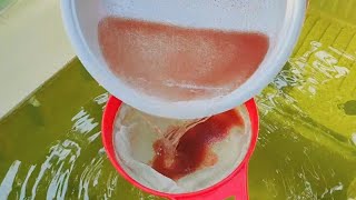 How to culture daphnia  Daphnia culture  How to grow daphnia outdoor [upl. by Prisilla804]