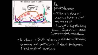 Estrous Cycle [upl. by Jerome]