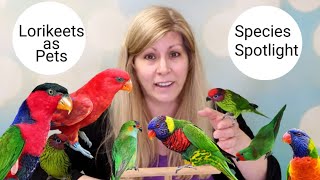 Lories and Lorikeets as Pets Species Spotlight [upl. by Leiruh]