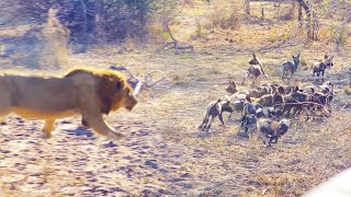 Male Lion Takes Out Wild Dog Pups [upl. by Schiff]