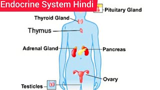 Endocrine System Hindi  Endocrine System Anatomy and Physiology  Structure  Function  Location [upl. by Sinnaiy]