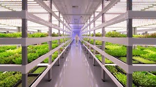 Growing Up How Vertical Farming Works [upl. by Mikes927]