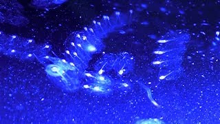 Luminescent Sea Salps [upl. by Razal]