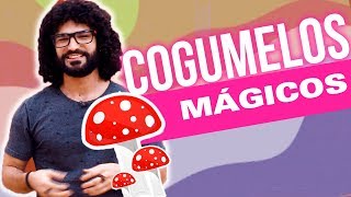 Cogumelos Mágicos o quotAlimento dos Deusesquot  Que Droga é Essa 12 [upl. by Suoirad]