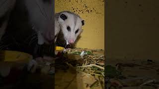 Do Opossums Like Pioneer Woman Dishes [upl. by Tonneson]