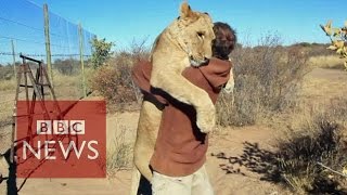 Lion hugger This is how Sirga the lion greets her owner  BBC News [upl. by Annaiv]