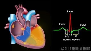 Cardiac Conduction System and Understanding ECG Animation [upl. by Ahsaela859]