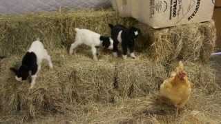 Baby Fainting Goats Meet Barn Chicken [upl. by Truda]