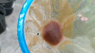 How to culture daphnia moina in a small container Part 1 English Subtitle [upl. by Nnaeitak]