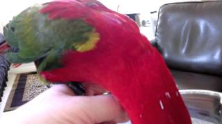 Chattering Lory Eating and Talking [upl. by Ayojal]