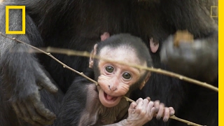 Get to Know These Cute Baby Monkeys  National Geographic [upl. by Adnilemreh]