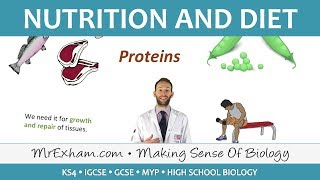 Nutrition and Diet  GCSE Biology 91 [upl. by Lime]