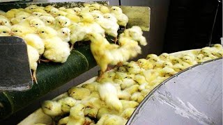 How Poultry Farm Make Million Eggs and Meat  Inside Modern Chickens Farm  Poultry Farm Technology [upl. by Cindelyn]