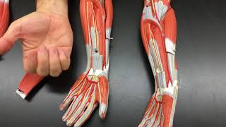 Glenohumeral joint Structure and actions [upl. by Lederer]