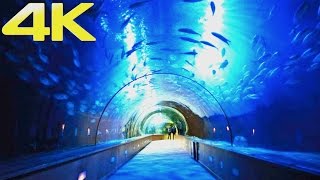 Oceanogràfic Valencia  The Largest Aquarium amp Marine Park in Europe  4K [upl. by Ardine152]