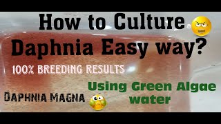 Daphnia MagnaHow to Culture Daphnia Easy wayCulturing Daphnia using Green water Daphnia [upl. by Greabe]