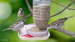 Bird Feeder DIY  Building Bird Feeder From Plastic Bottle [upl. by Adnorat]